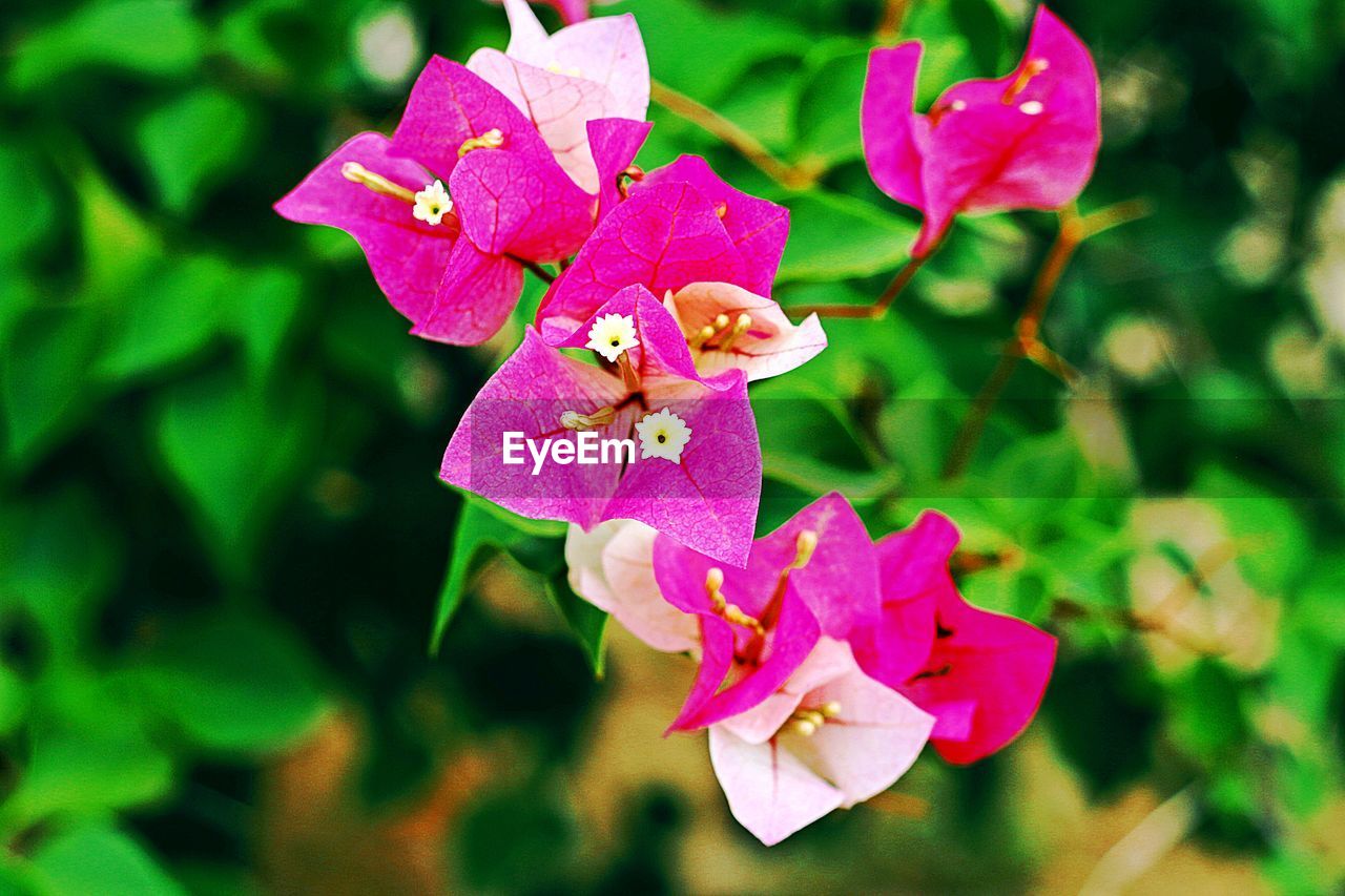 CLOSE-UP OF PINK BOUGAINVILLEA