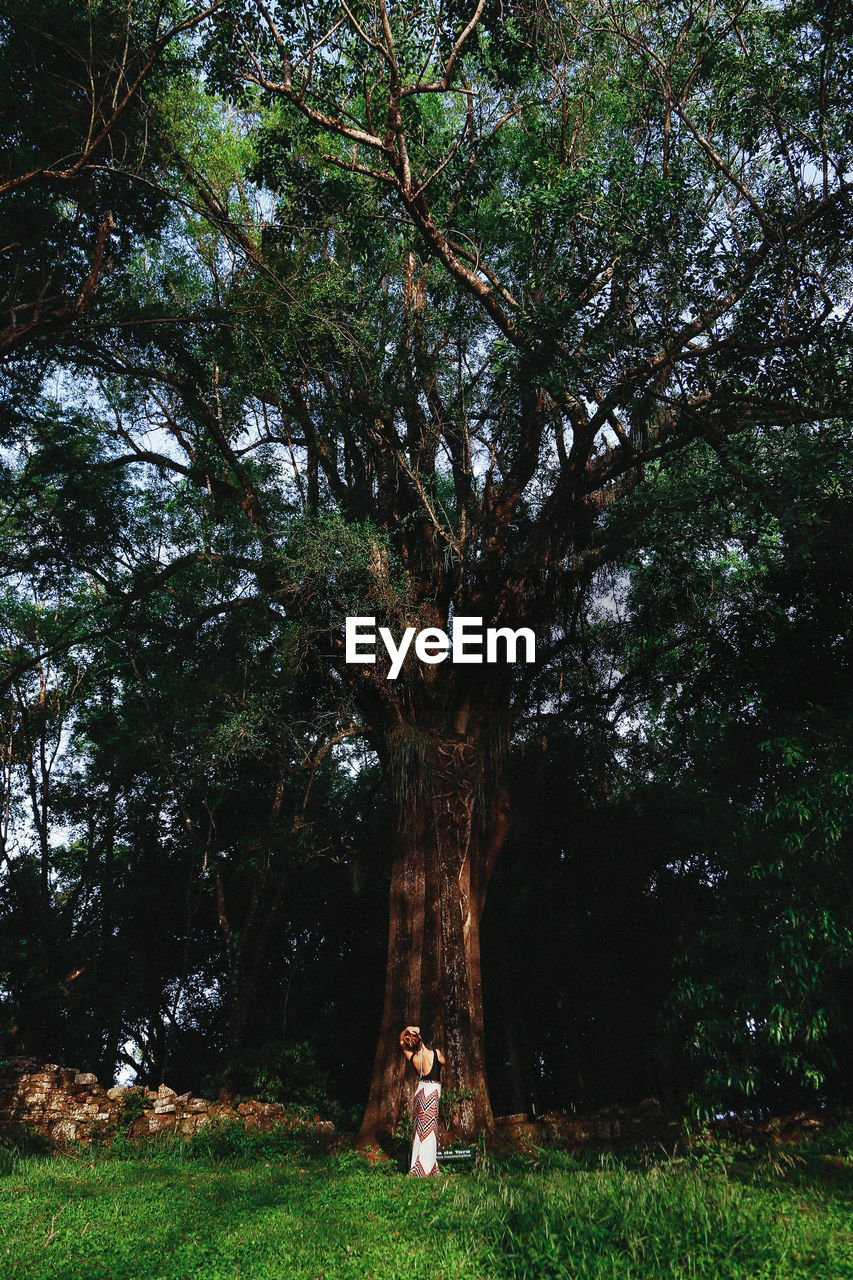 Rear view of woman looking at large tree