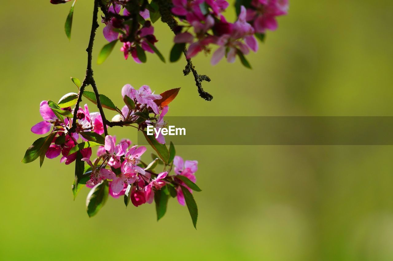 Close-up of pink flowering plant