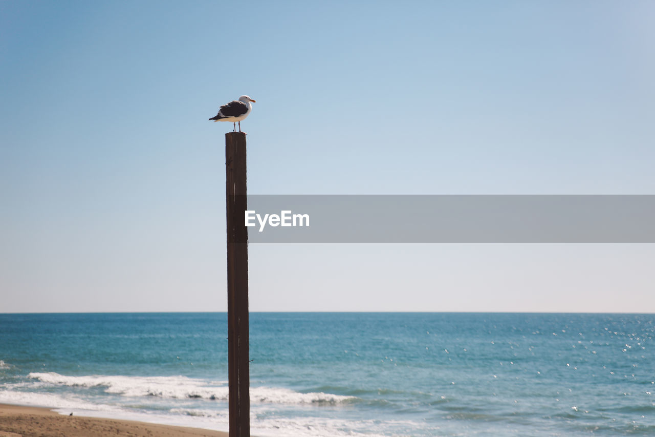 Bird perching on beach against clear sky