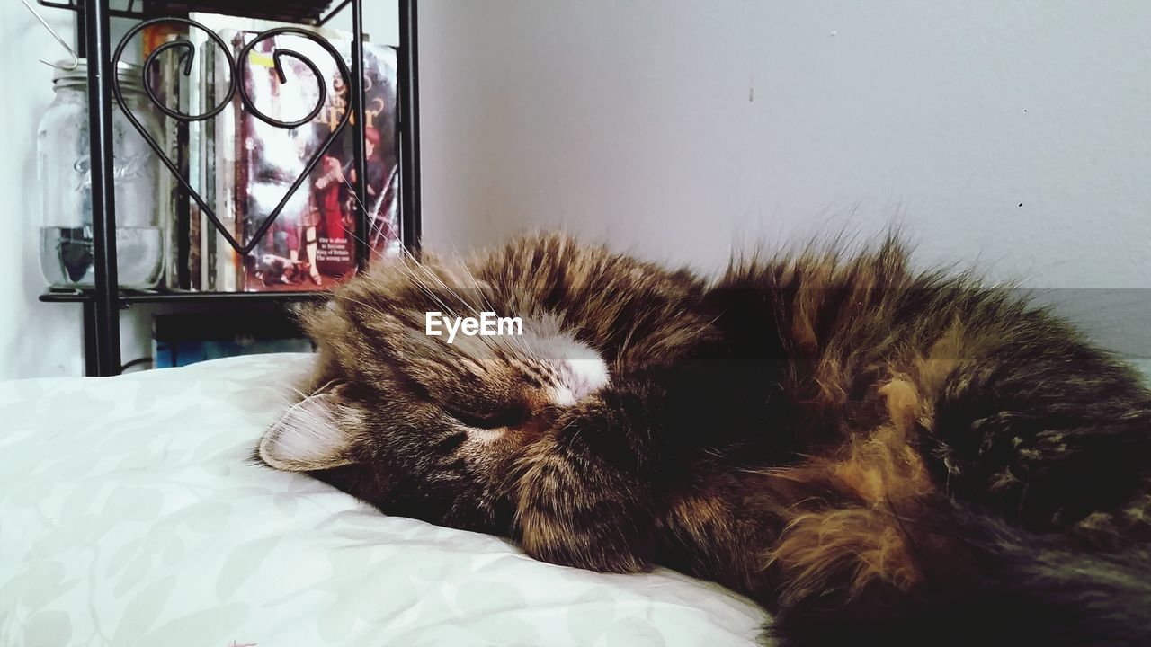 Close-up of cat resting on bed