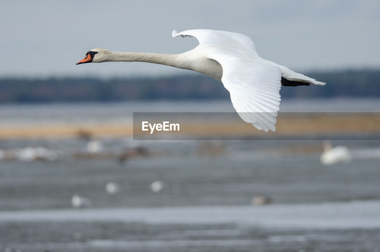 Mute swan flying over lake hornborga