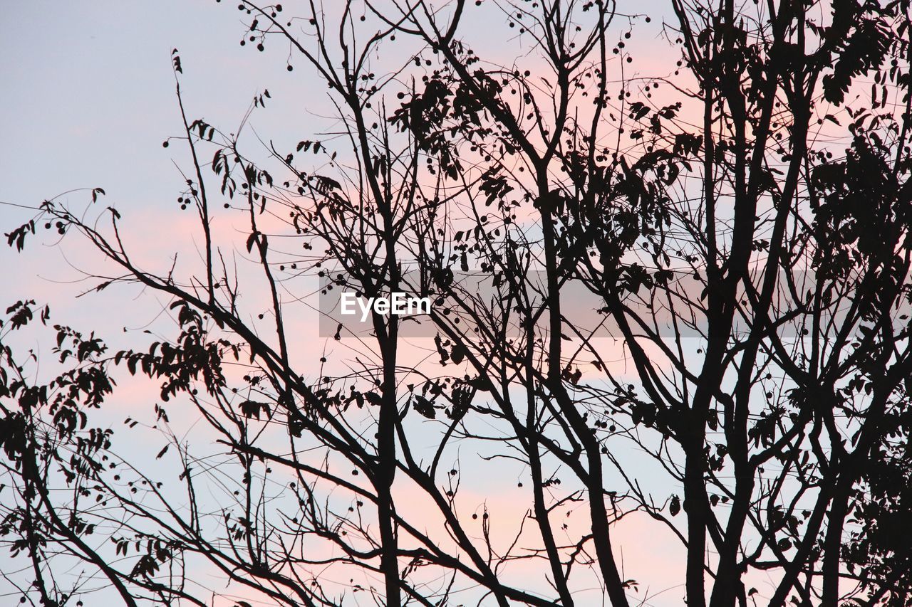 LOW ANGLE VIEW OF TREES AGAINST SKY