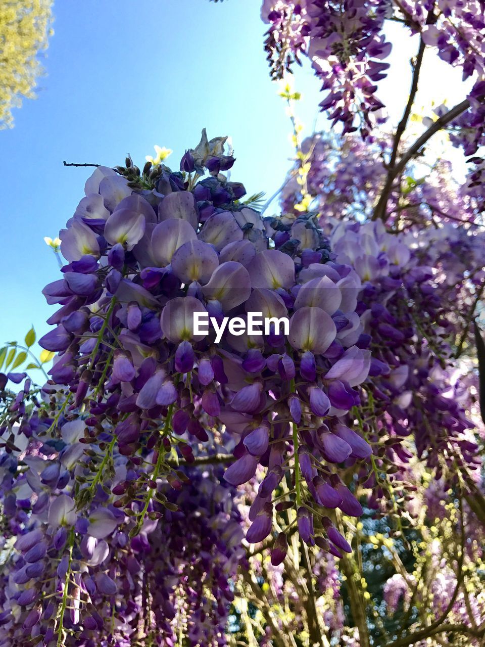 CLOSE-UP OF FRESH PURPLE FLOWERS ON TREE