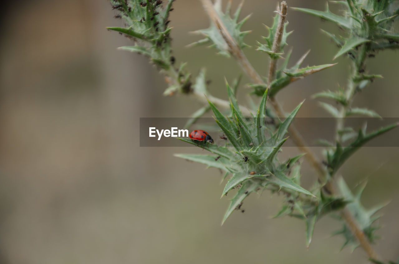 close-up of ladybug on plant