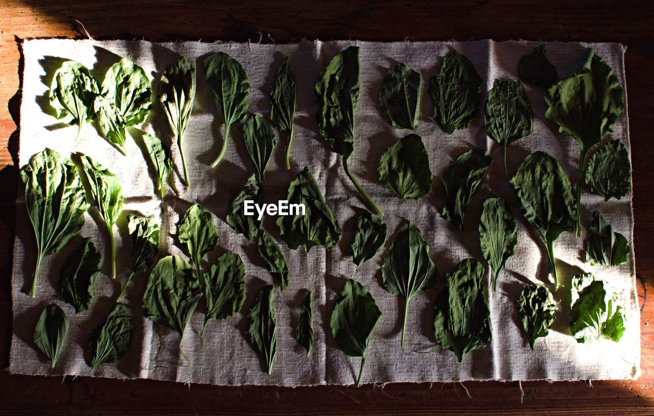 Herbs drying on towel