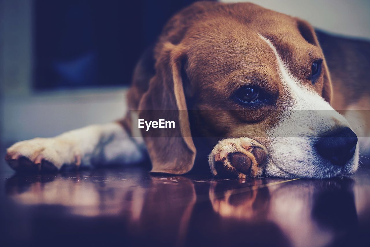 CLOSE-UP OF A DOG RESTING ON FLOOR