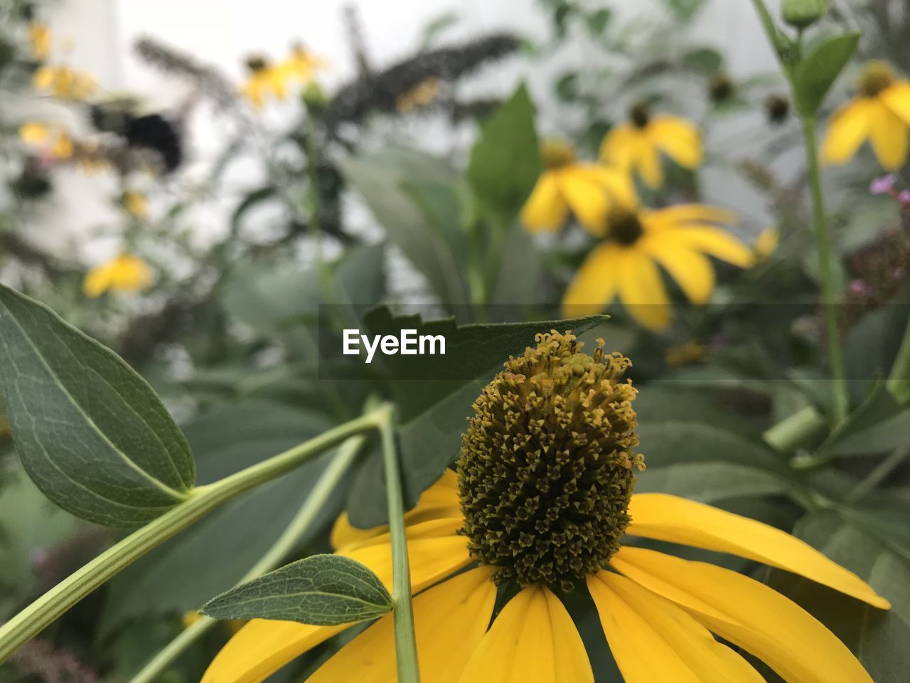 CLOSE-UP OF YELLOW FLOWER