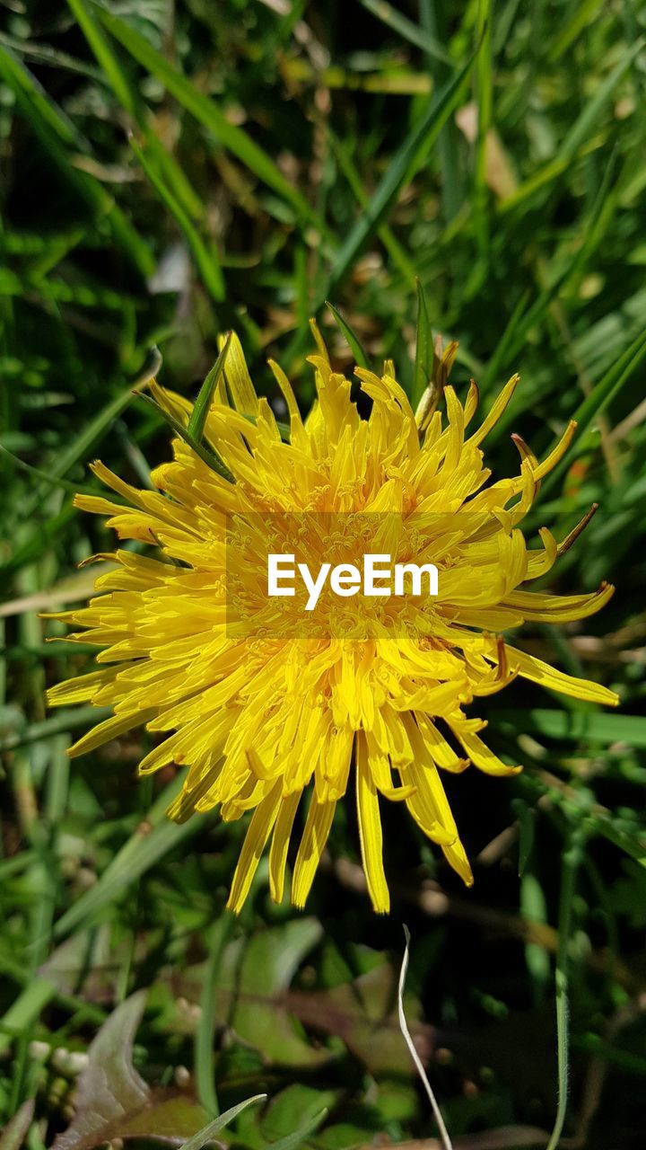 CLOSE-UP OF FRESH YELLOW FLOWER BLOOMING IN GARDEN