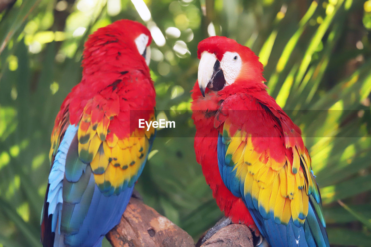 pet, parrot, animal, bird, animal themes, animal wildlife, beak, multi colored, scarlet macaw, red, nature, group of animals, wildlife, perching, forest, vibrant color, rainforest, tree, blue, two animals, beauty in nature, feather, environment, outdoors, no people, branch, tropical rainforest, tropical climate, tropical bird, parakeet, yellow, animal body part