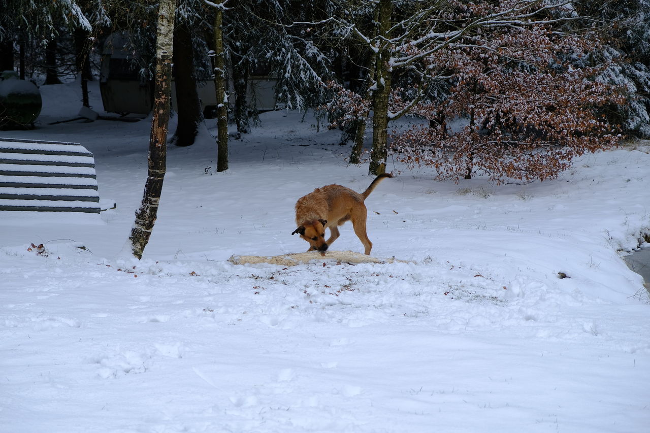 DOG ON SNOW COVERED FIELD