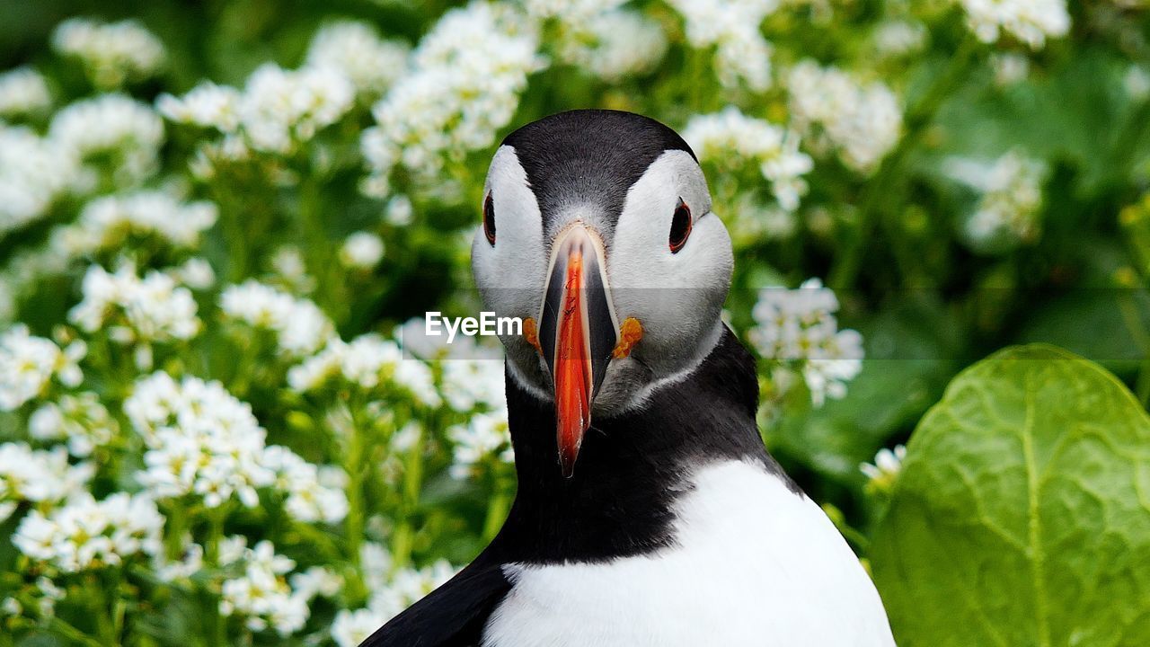 Puffin at hornøya