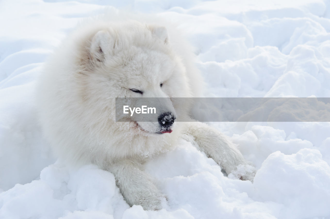 WHITE DOG ON SNOW