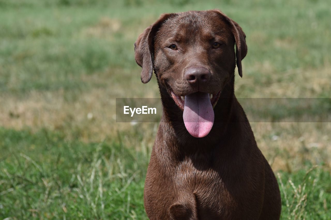 Portrait of labrador retriever