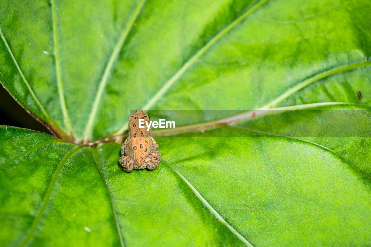 CLOSE-UP OF INSECT ON GREEN LEAF