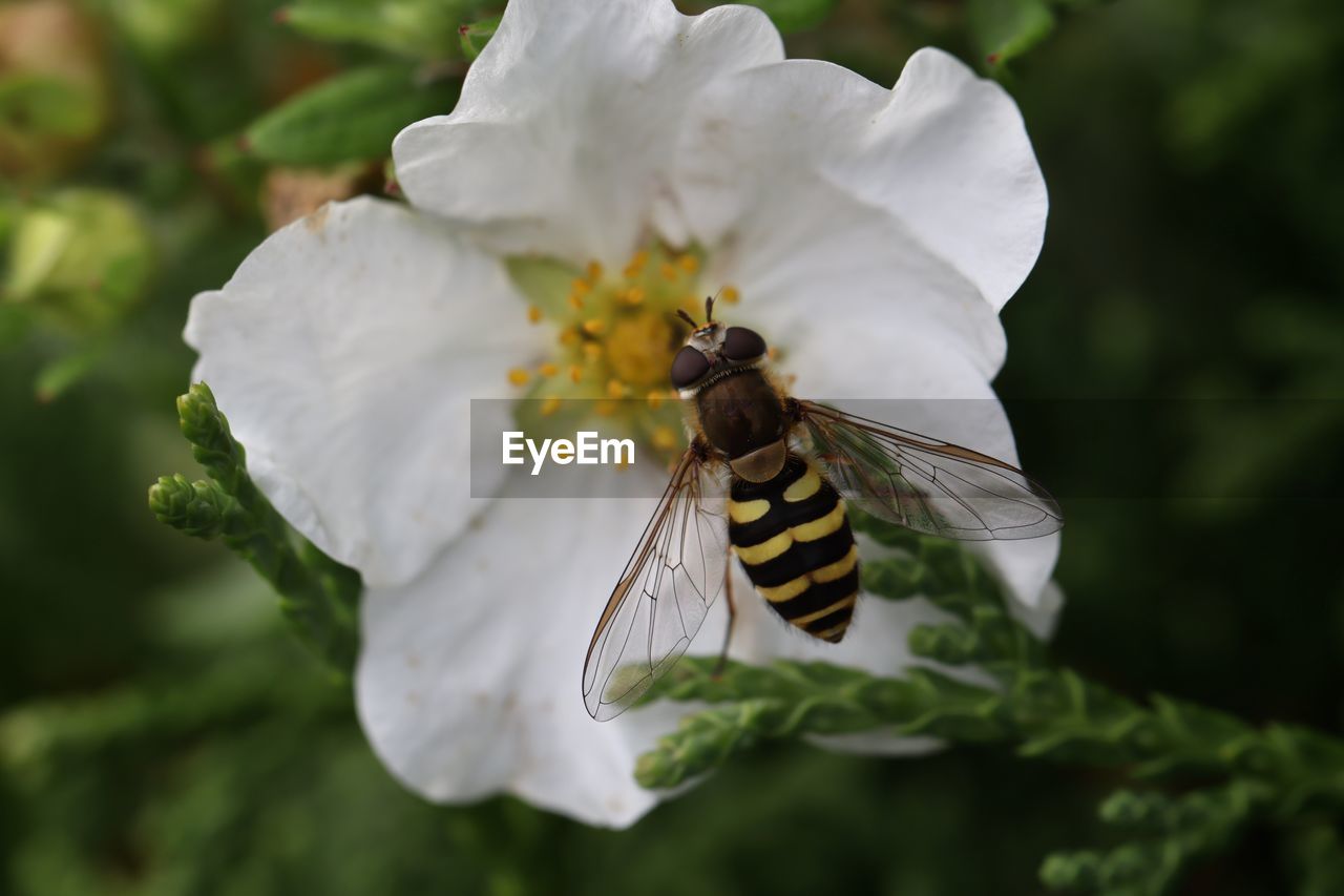 CLOSE-UP OF BUTTERFLY POLLINATING FLOWER