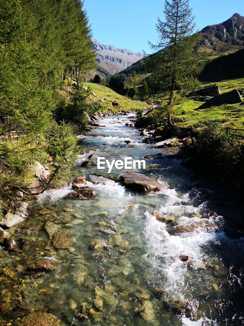 SCENIC VIEW OF RIVER FLOWING IN FOREST