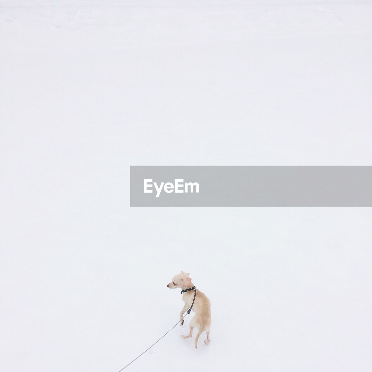 High angle view of dog on snow