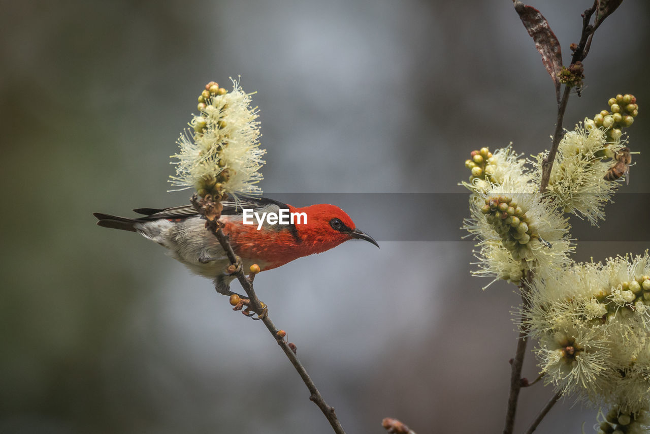 Close-up of red bird perching on branch