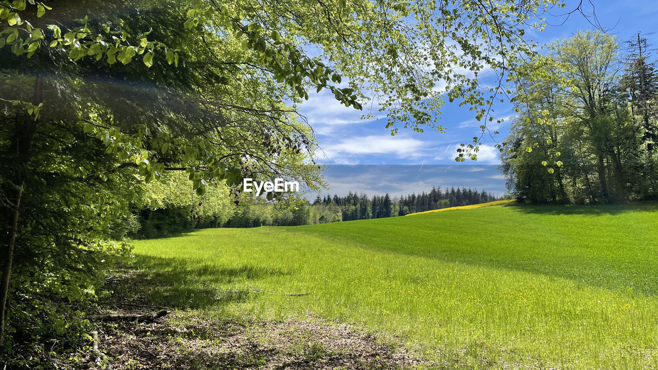 TREES ON FIELD AGAINST SKY