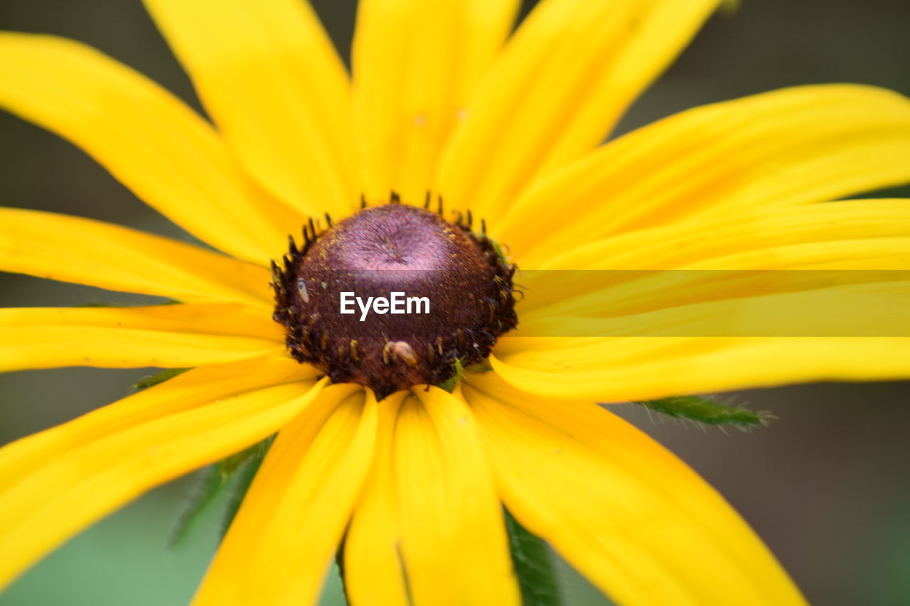 flower, flowering plant, yellow, plant, freshness, beauty in nature, flower head, fragility, growth, petal, close-up, macro photography, inflorescence, nature, pollen, no people, black-eyed susan, botany, outdoors, plant stem, macro, focus on foreground, sunflower, selective focus, springtime, day