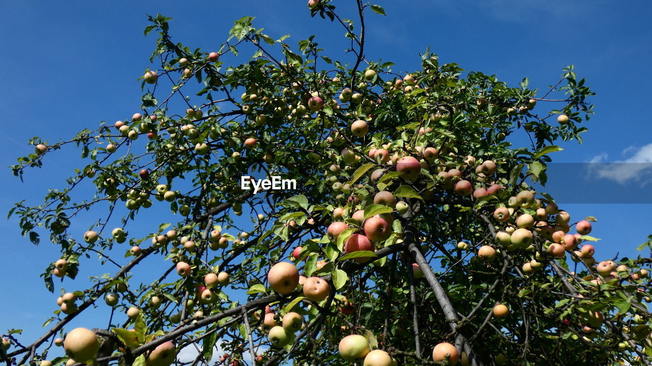 LOW ANGLE VIEW OF BERRIES ON TREE AGAINST SKY