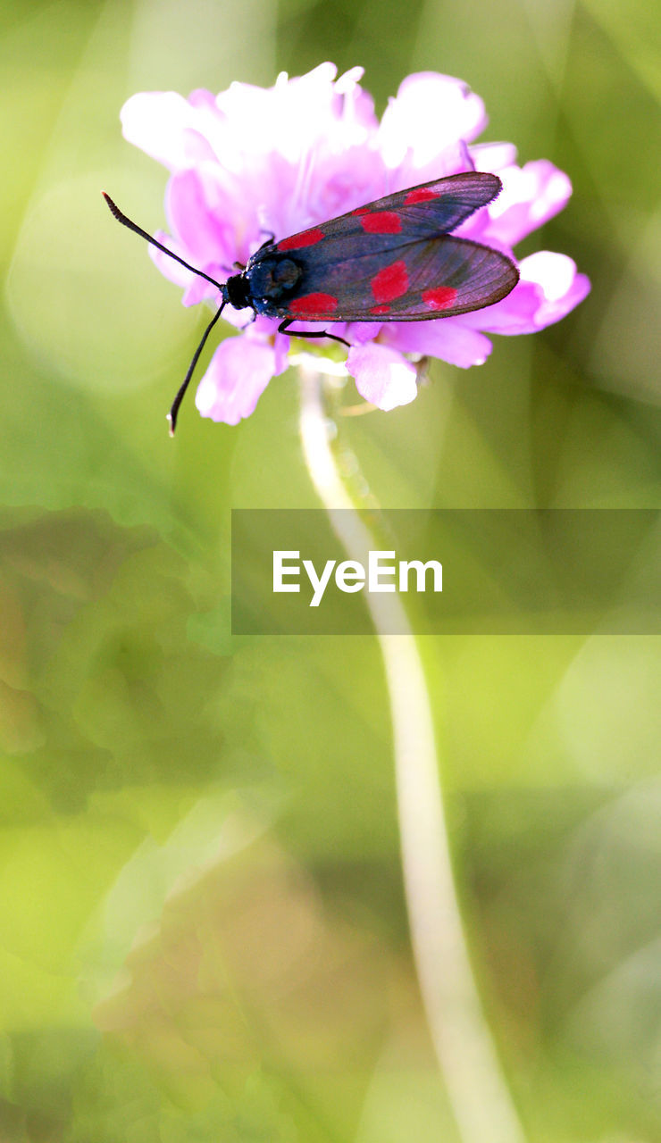 CLOSE-UP OF INSECT ON FLOWER