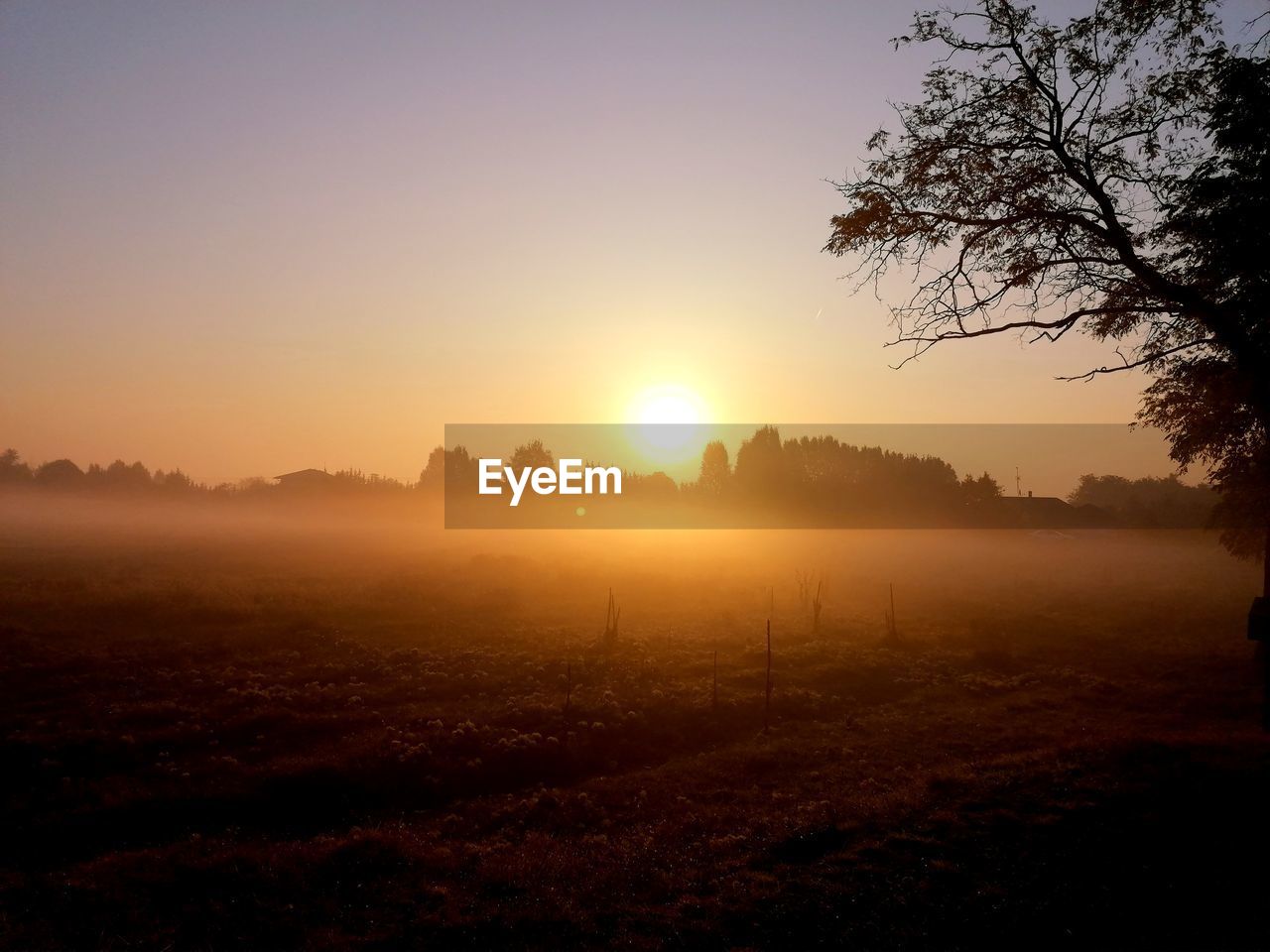 Silhouette trees on field against sky during sunset