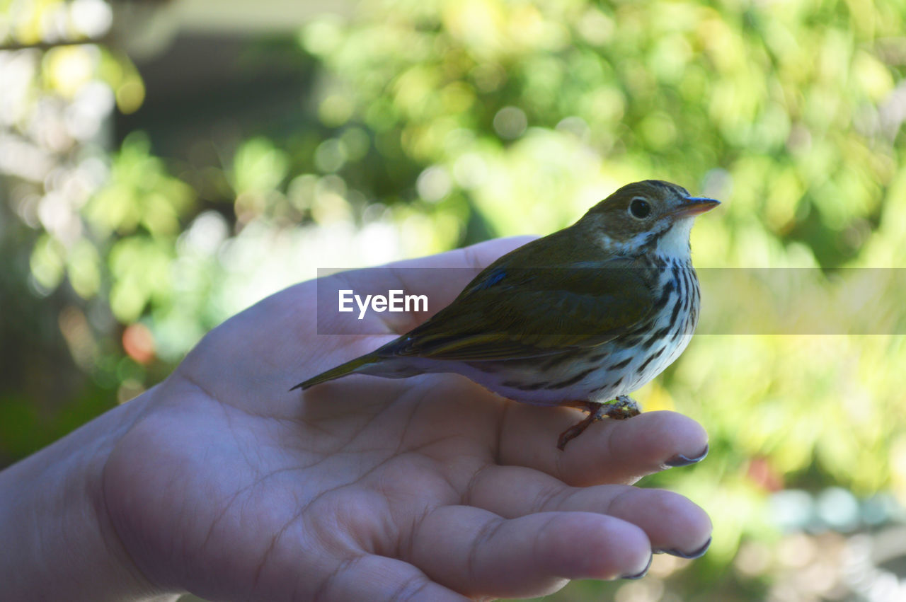 Close-up of bird perching on woman hand