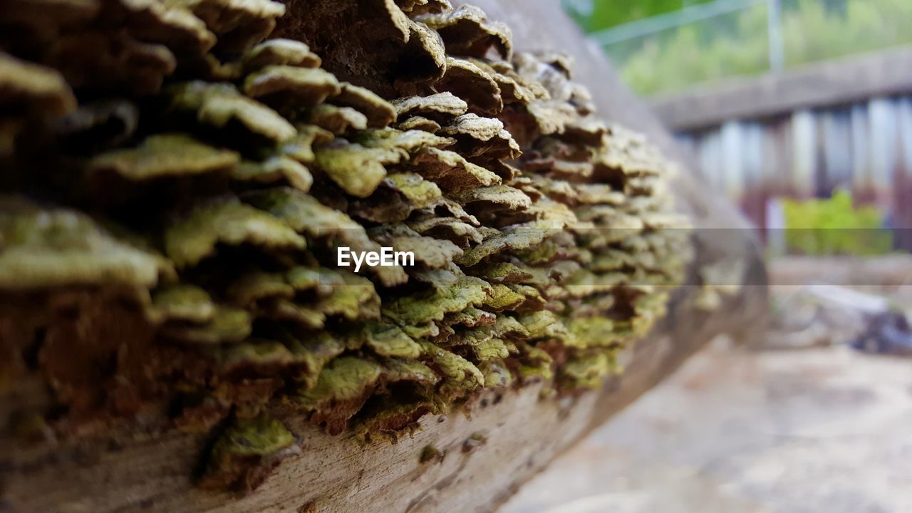 CLOSE-UP OF PLANT AGAINST BLURRED BACKGROUND