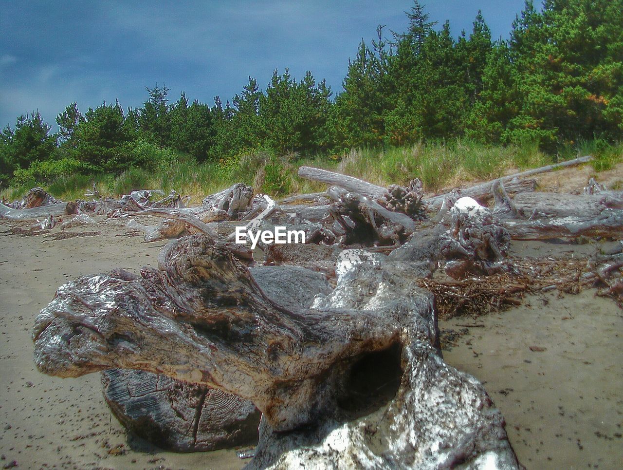 Tree trunks on beach