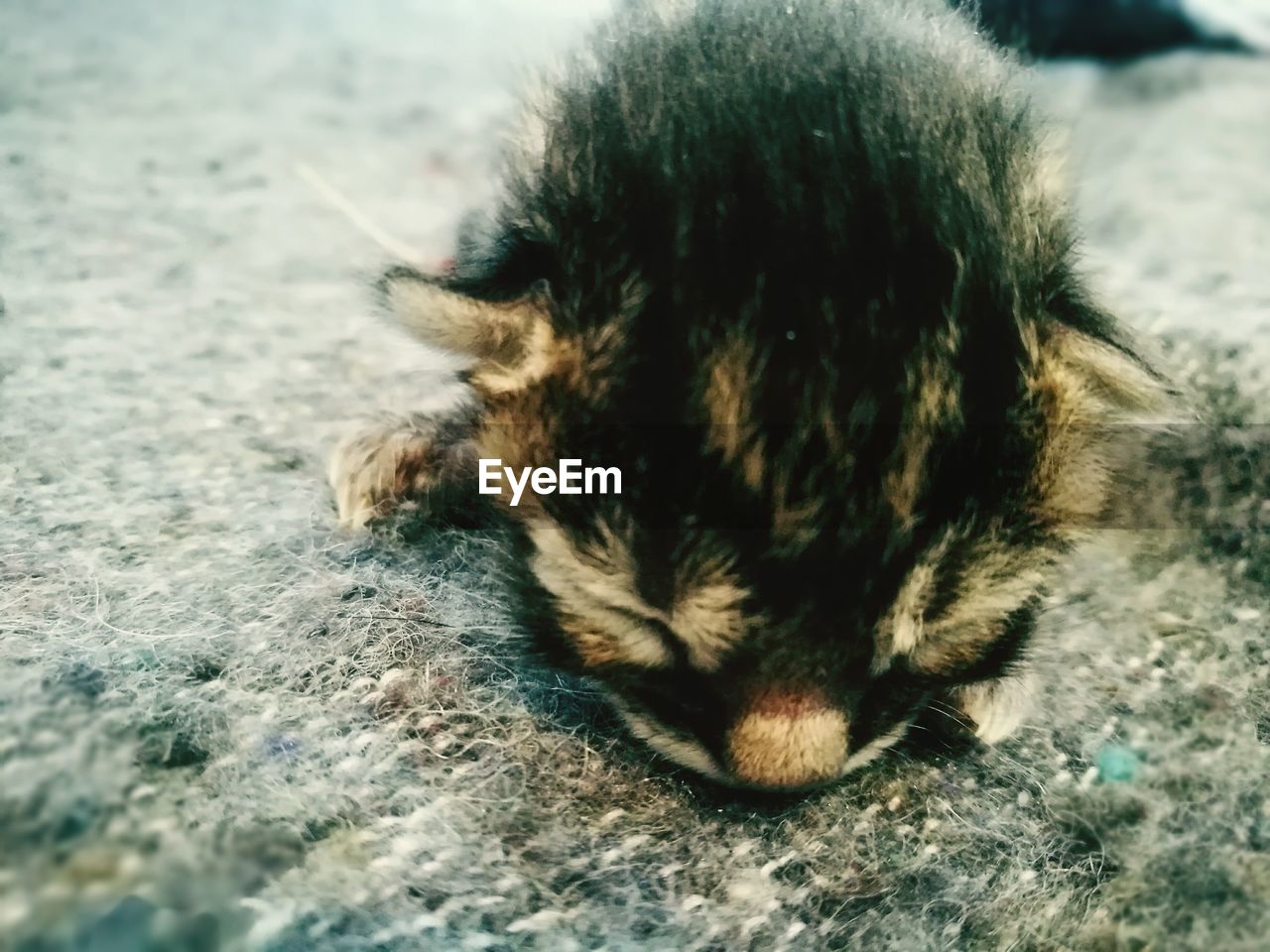 Close-up of kitten relaxing on rug