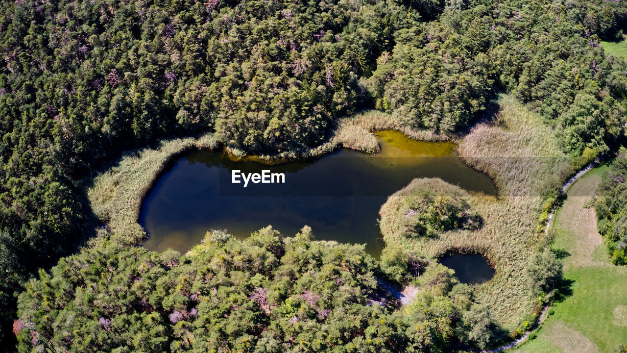 High angle view of trees by lake in forest