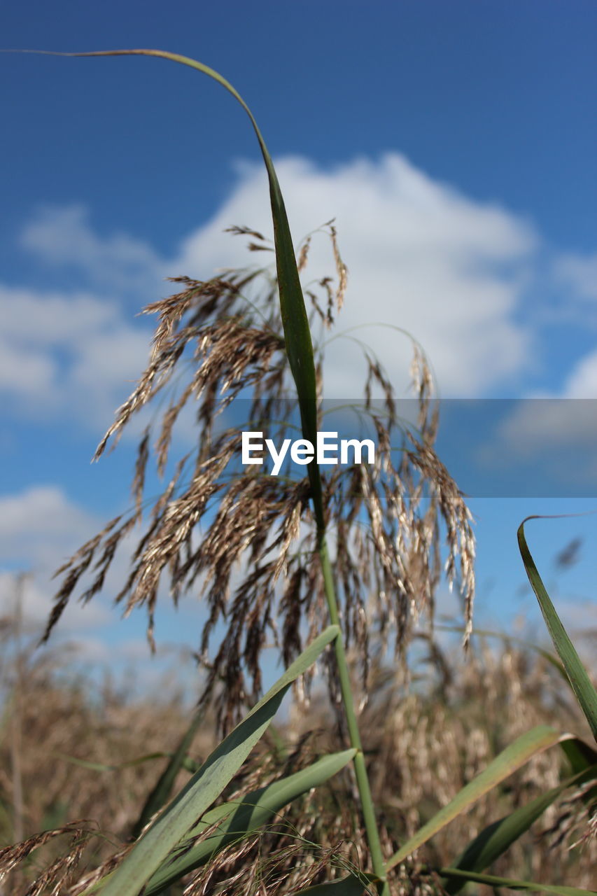 CLOSE-UP OF PLANTS ON FIELD AGAINST SKY