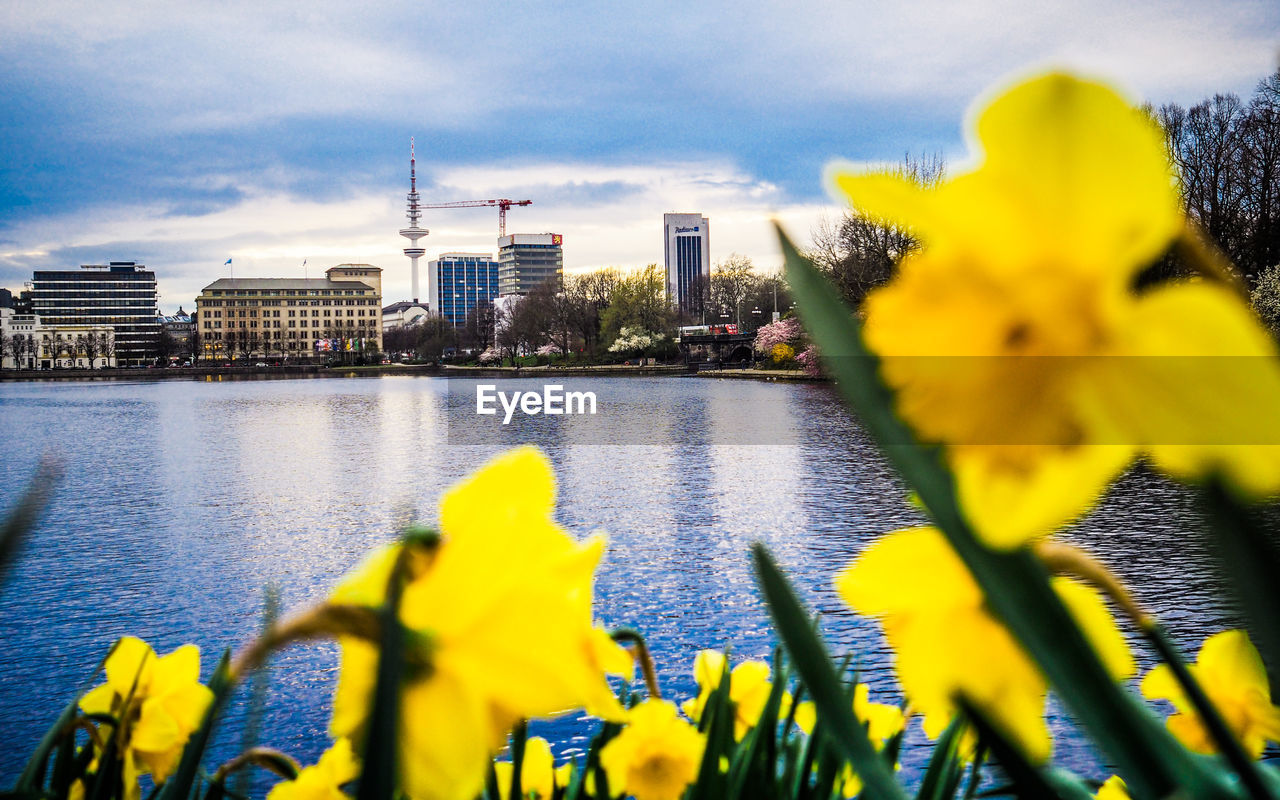 Yellow flowers growing against river in city