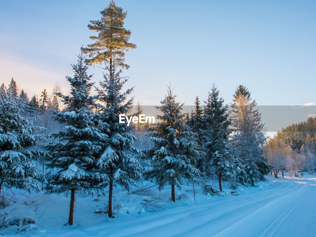 Snow-covered road in winter landscape