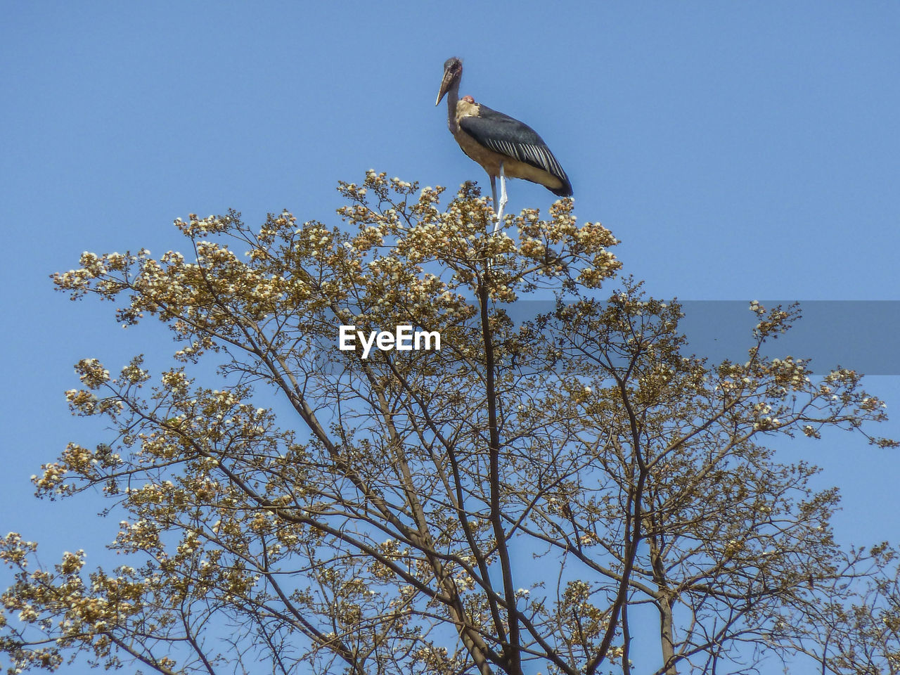 Low angle view of stork perching on autumn tree against clear sky