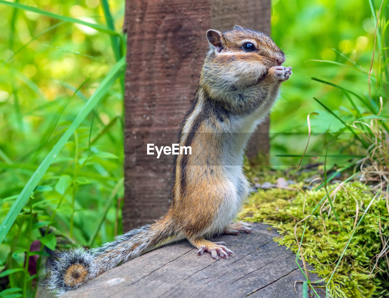 animal, animal themes, animal wildlife, squirrel, one animal, mammal, wildlife, chipmunk, rodent, nature, plant, no people, cute, outdoors, close-up, wood, land, tree, full length, eating