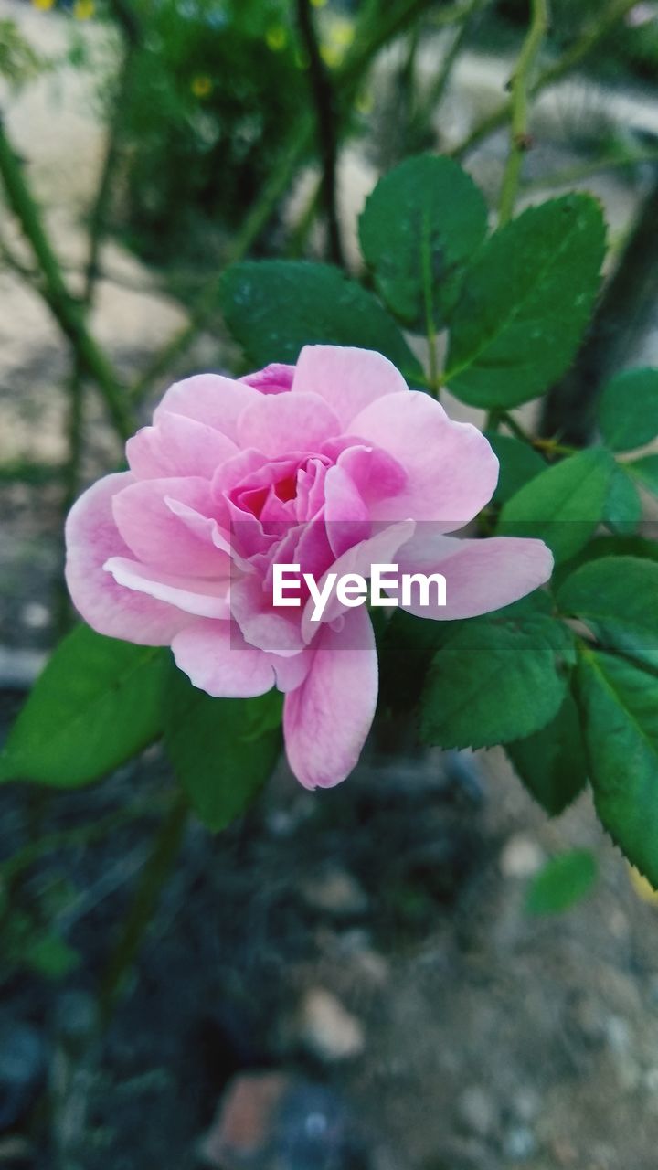 CLOSE-UP OF PINK ROSE FLOWER IN SUNLIGHT