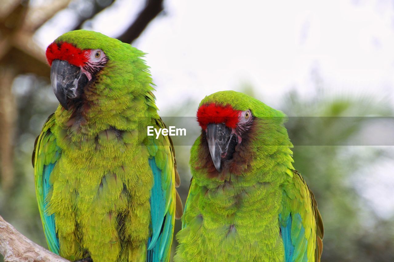 CLOSE-UP OF PARROT PERCHING