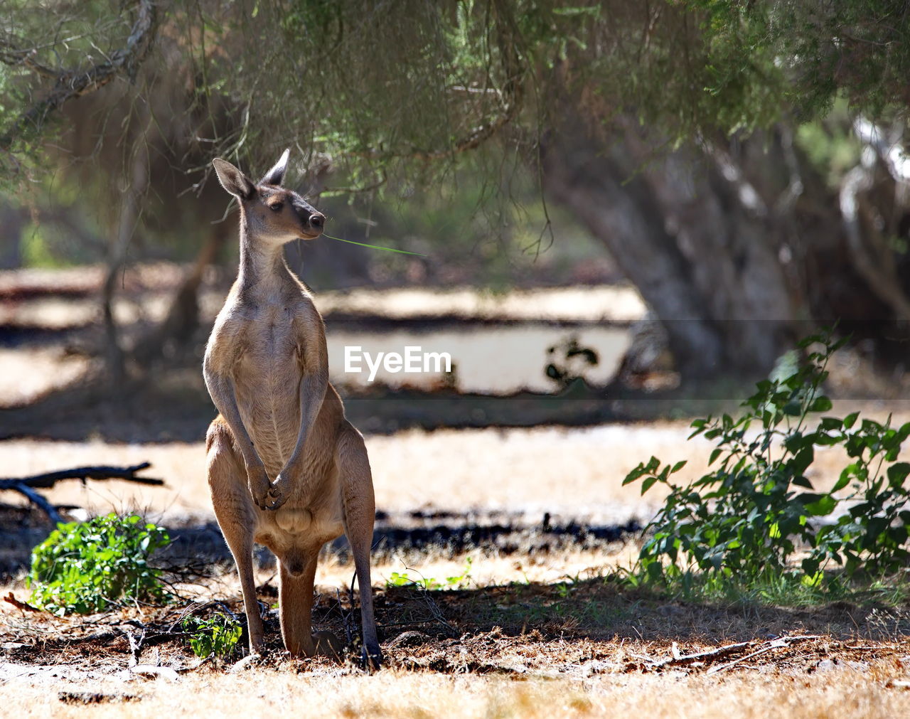 VIEW OF DEER ON FIELD