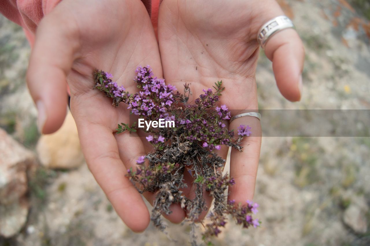 CLOSE-UP OF HANDS HOLDING PURPLE FLOWER