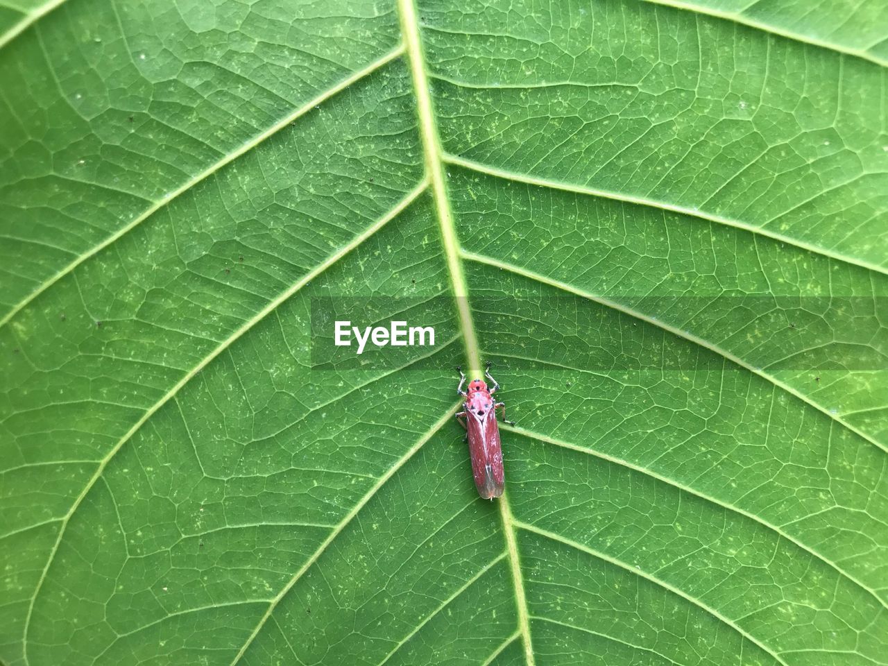 HIGH ANGLE VIEW OF INSECT ON PLANT LEAVES
