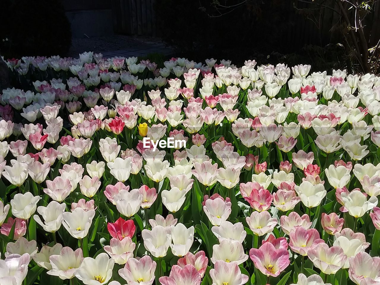 Close-up of pink flowers