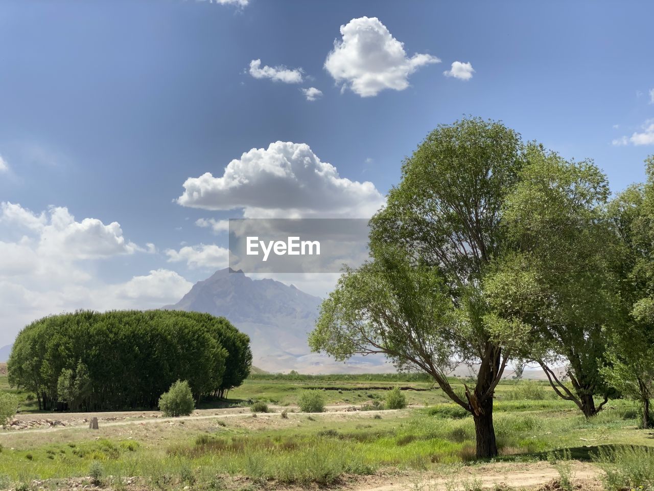 plant, tree, sky, cloud, environment, landscape, rural area, nature, beauty in nature, scenics - nature, hill, land, grass, field, no people, meadow, green, tranquility, outdoors, non-urban scene, day, tranquil scene, rural scene, grassland, travel, blue, pasture, growth, savanna, plain, travel destinations, tourism, flower, cloudscape