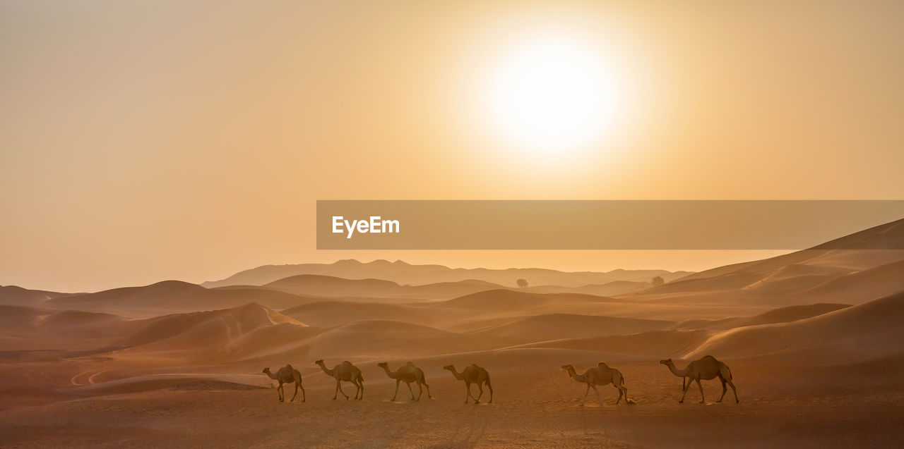 Middle eastern camels in the desert in uae at the sunrise