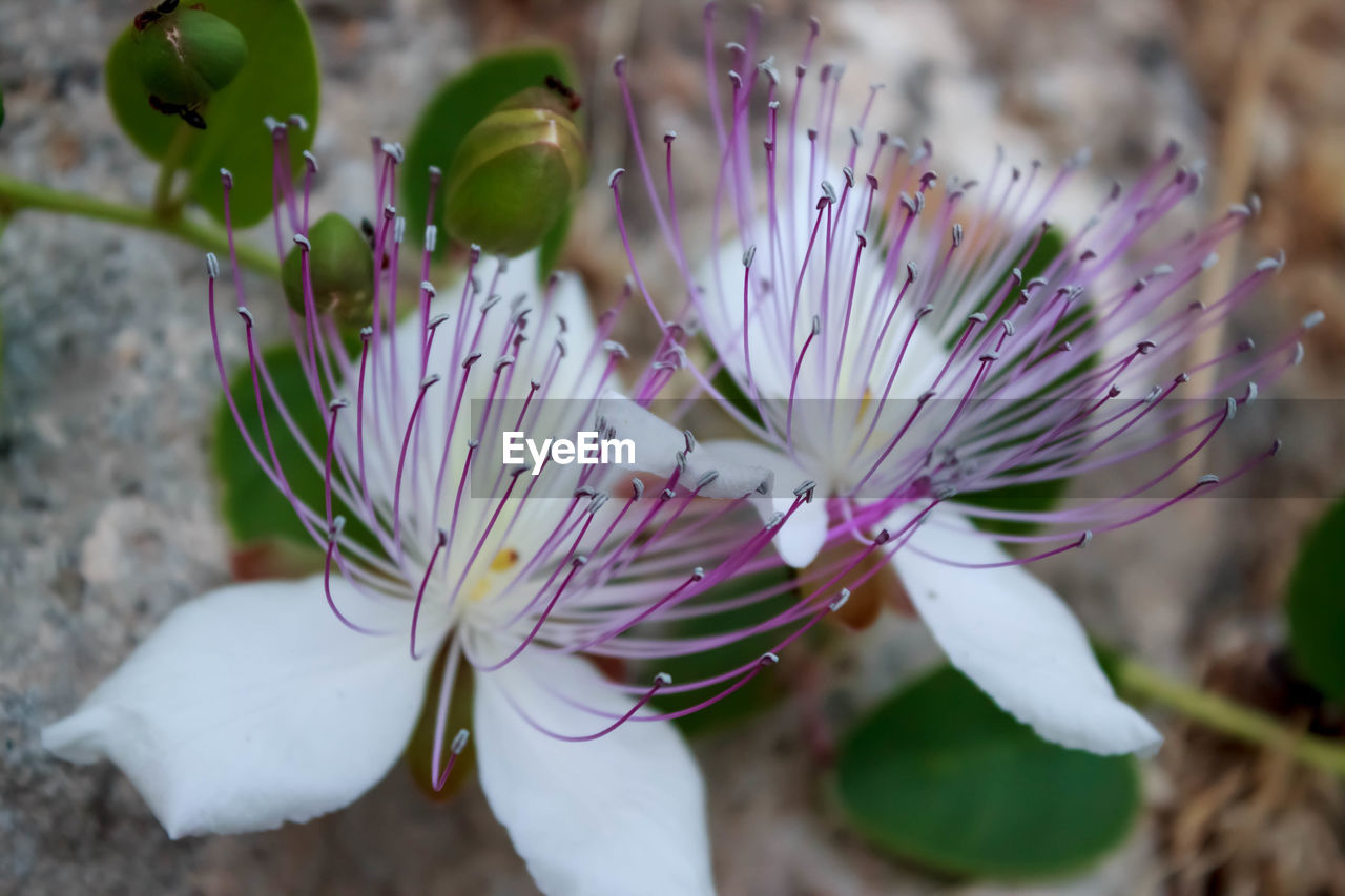 CLOSE-UP OF WHITE FLOWERS AGAINST BLURRED BACKGROUND