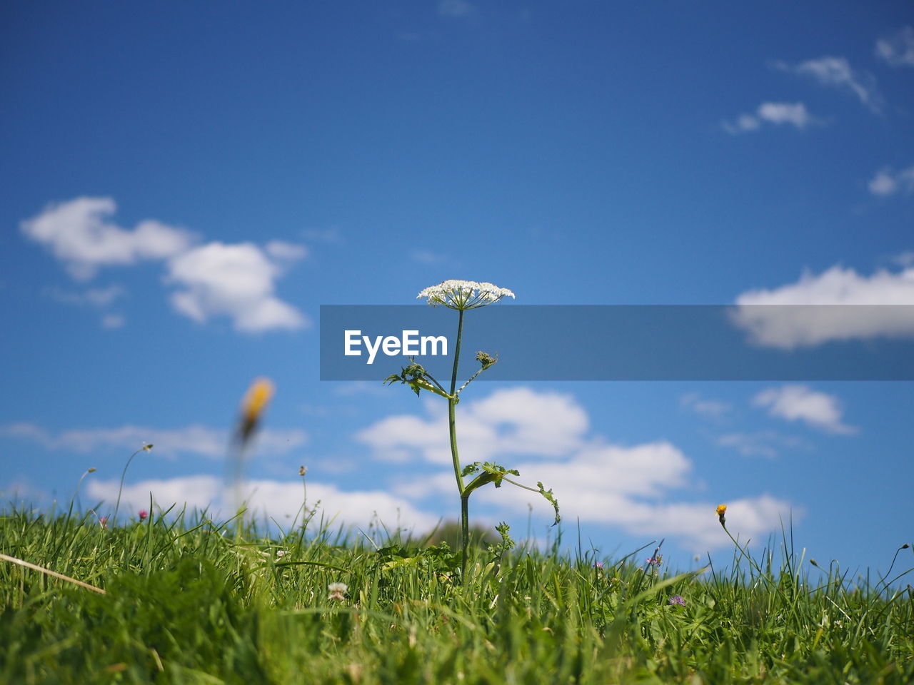 CLOSE-UP OF FLOWERING PLANTS ON FIELD