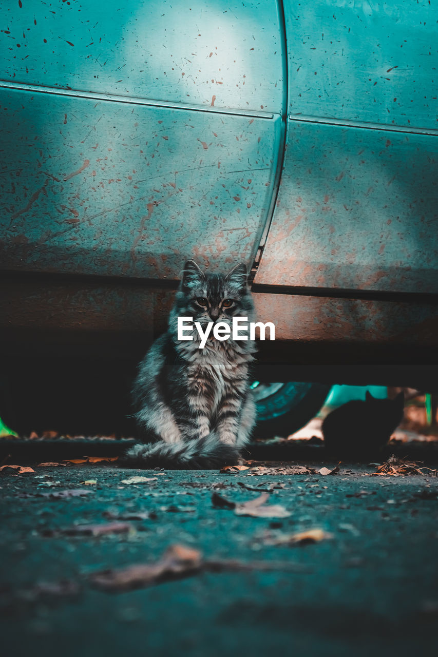 Portrait of cat sitting on floor