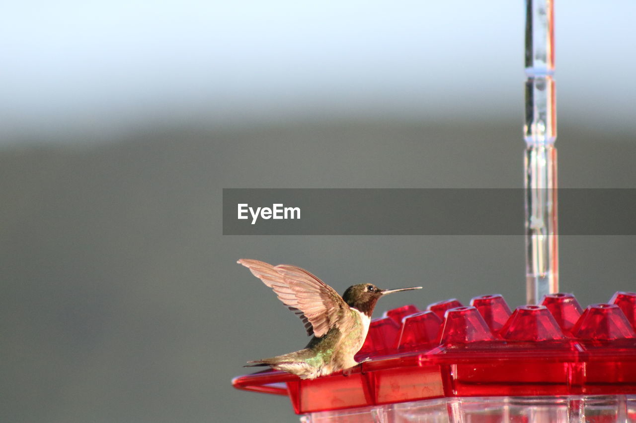 Side view of hummingbird on feeder with blurred horizon 